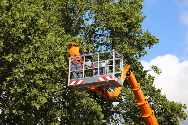 How Our Tree Care Process Works  in Nacogdoches, TX